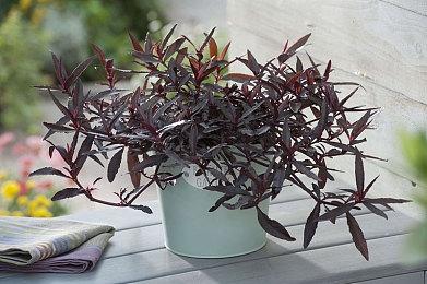 Xbox游戏发布会汇总：《天外世界2》《夺宝奇兵：古老之圈》故事DLC等